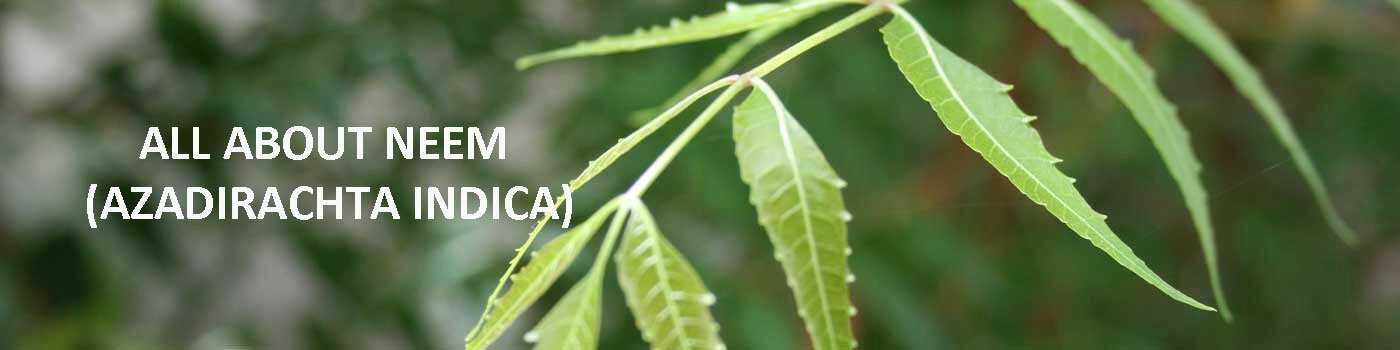 Neem Azadirachta Indica Neem Benefits Information All About Neem Neem Tree Information Uses And Benefits Neem Tree Essay