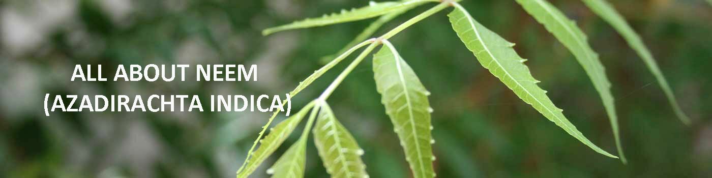 Neem Tree Information, uses and benefits - Neem Tree Essay